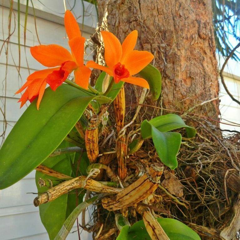 Pousada Orquideas Guarujá Exterior foto